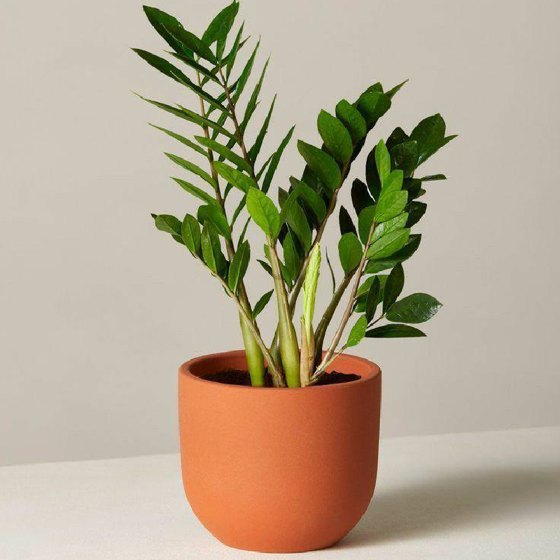 Greenie Plants